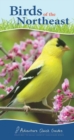 Image for Birds of the Northeast : Your Way to Easily Identify Backyard Birds
