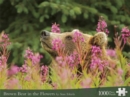 Image for Brown Bear in the Flowers