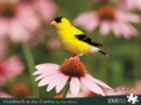 Image for Goldfinch in the Garden