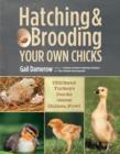 Image for Hatching &amp; Brooding Your Own Chicks: Chickens, Turkeys, Ducks, Geese, Guinea Fowl