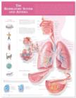 Image for The Respiratory System and Asthma Anatomical Chart