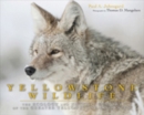 Image for Yellowstone wildlife: the ecology &amp; natural history of the Greater Yellowstone Ecosystem