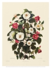 Image for Single White Camellia, Single Red Camellia Sasanqua (Poster)