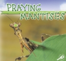 Image for Praying mantises