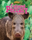 Image for Collared Peccary