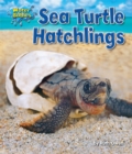 Image for Sea Turtle Hatchlings