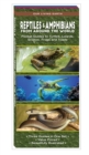 Image for Reptiles &amp; Amphibians from Around the World : Pocket Guides to Turtles, Lizards, Snakes, Frogs and Toads