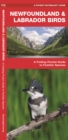 Image for Newfoundland &amp; Labrador Birds : A Folding Pocket Guide to Familiar Species
