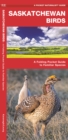 Image for Saskatchewan Birds : A Folding Pocket Guide to Familiar Species