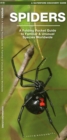 Image for Spiders : A Folding Pocket Guide to Familiar Species Worldwide