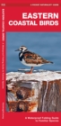 Image for Eastern Coastal Birds : A Waterproof Folding Guide to Familiar Species