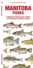 Image for Manitoba Fishes : A Waterproof Folding Guide to Native and Introduced Freshwater Species