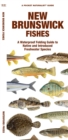 Image for New Brunswick Fishes : A Waterproof Folding Guide to Native and Introduced Freshwater Species