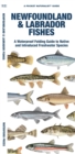 Image for Newfoundland &amp; Labrador Fishes : A Waterproof Folding Guide to Native and Introduced Freshwater Species