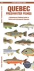 Image for Quebec Freshwater Fishes : A Waterproof Folding Guide to Native and Introduced Species