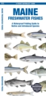 Image for Maine Freshwater Fishes : A Waterproof Folding Guide to Native and Introduced Species
