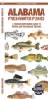 Image for Alabama Freshwater Fishes : A Waterproof Folding Guide to Native and Introduced Species