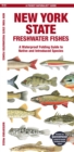 Image for New York State Freshwater Fishes : A Waterproof Folding Guide to Native and Introduced Species