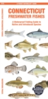 Image for Connecticut Freshwater Fishes : A Waterproof Folding Guide to Native and Introduced Species