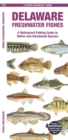 Image for Delaware Freshwater Fishes : A Waterproof Folding Guide to Native and Introduced Species