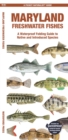 Image for Maryland Freshwater Fishes : A Waterproof Folding Guide to Native and Introduced Species