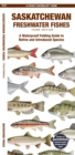 Image for Saskatchewan Freshwater Fishes : A Waterproof Folding Guide to Native and Introduced Species