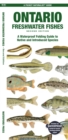 Image for Ontario Fishes : A Folding Pocket Guide to All Known Native and Introduced Freshwater Species