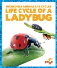 Image for Life cycle of a ladybug