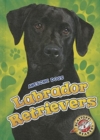 Image for Labrador retrievers