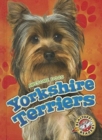 Image for Yorkshire Terriers