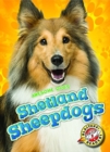 Image for Shetland Sheepdogs