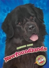 Image for Newfoundlands