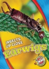 Image for Earwigs