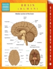 Image for Brain (Human)