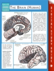 Image for Brain (Human) (Speedy Study Guides)