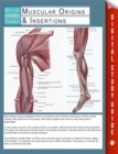 Image for Muscular Origins &amp; Insertions (Speedy Study Guides)
