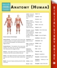 Image for Anatomy (Human) (Speedy Study Guide)