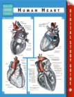 Image for Human Heart (Speedy Study Guides)