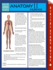 Image for Anatomy II (Human) (Speedy Study Guides)