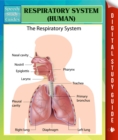 Image for Respiratory System (Human) Speedy Study Guides