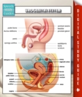 Image for Urogenital System Speedy Study Guides