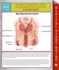 Image for Lower Abdomen And Reproductive System Anatomy (Speedy Study Guide)