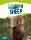 Image for Bighorn sheep