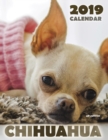 Image for Chihuahua 2019 Calendar (UK Edition)