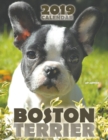 Image for Boston Terrier 2019 Calendar (UK Edition)