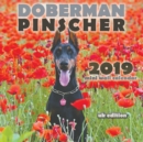 Image for Doberman Pinscher 2019 Mini Wall Calendar (UK Edition)