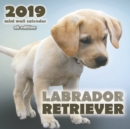 Image for Labrador Retriever 2019 Mini Wall Calendar (UK Edition)