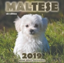 Image for Maltese 2019 Mini Wall Calendar (UK Edition)
