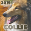 Image for Collie 2019 Mini Wall Calendar (UK Edition)