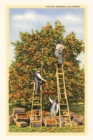 Image for Vintage Journal Picking Oranges in California